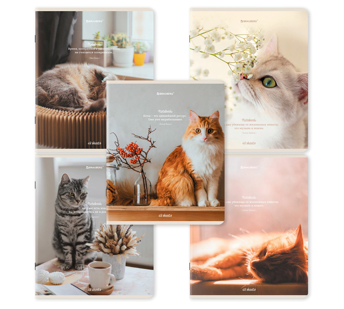 Тетрадь А5 48л клетка мат.лам. Cats Brauberg